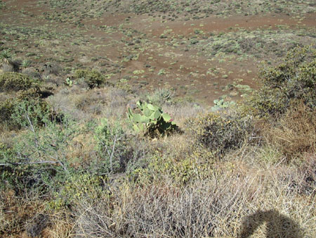 Une vallée de cactus Une vallée de cactus